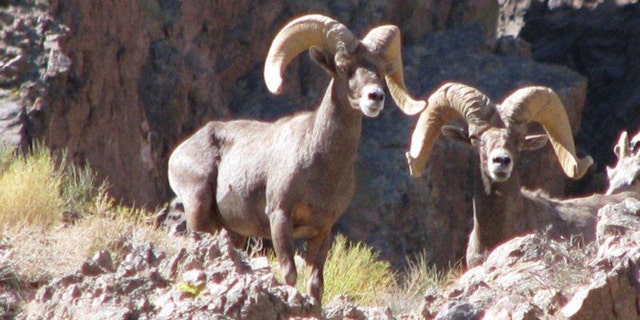 Environmental groups say a herd of about 100 Bighorn Sheep in the Mojave Desert could be affected by the  plant. (National Park Service)