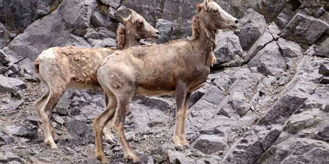 July 19, 2011: A Rocky Mountain bighorn sheep ewe and her lamb climb up the side of a rocky hill in Kananaskis, Alberta.