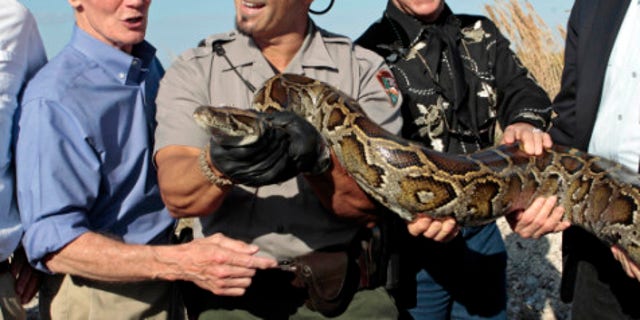 Jan. 17, 2012: Secretary of Interior Ken Salazar, right,  Ron Bergeron, second from left, of the Fish and Wildlife Service, National Park Service Supervisor Ranger Al Mercado, second from left, and Sen. Bill Nelson, D-Fla., left,hold a 13-foot python in the Everglades, Fla. (AP Photo/Alan Diaz)