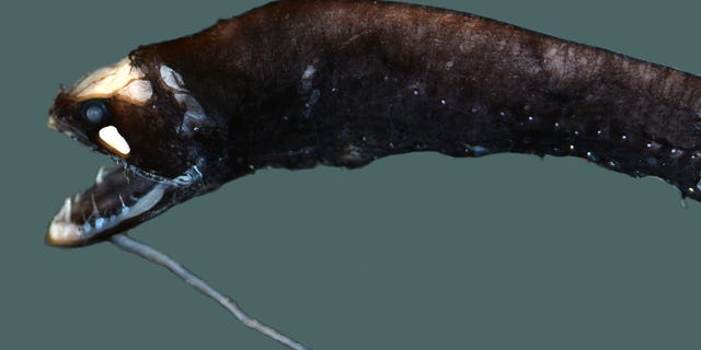This barbeled dragonfish is a small bioluminescent deep-sea fish with a long protrusion attached to its chin — a barbel — tipped with a light-producing organ called a photophore. It also has large photophores on its body