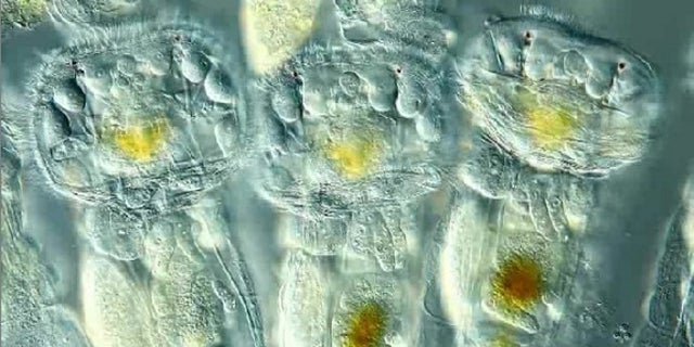 Gambar otak larva yang menakjubkan, sisik kupu-kupu mendapatkan hadiah