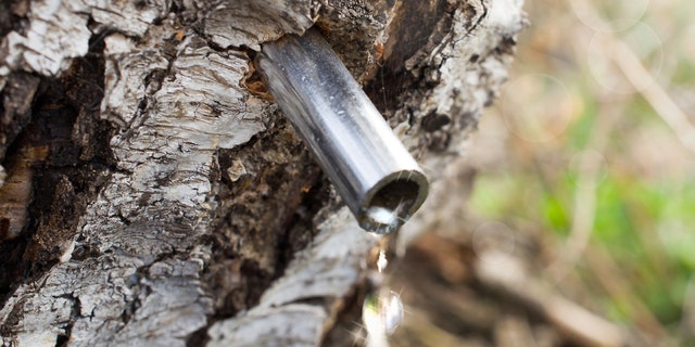 birch sap dripping in spring