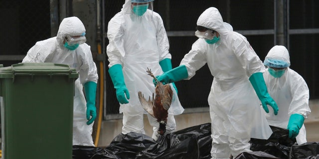 Health officers cull poultry at a wholesale market, as trade in live poultry suspended after a spot check at a local street market revealed the presence of H7N9 bird flu virus, in Hong Kong June 7, 2016. REUTERS/Bobby Yip. TPX IMAGES OF THE DAY - RTSGBDX