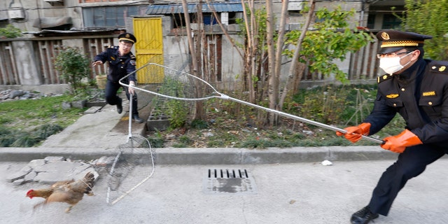 City management officers try to catch a chicken in a residential neighbourhood of Jiaxing, Zhejiang province, April 11, 2013.