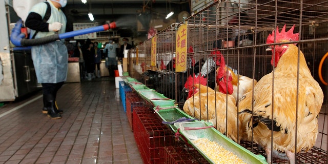 A New Taipei City Department of Environmental Protection worker sprays sterilising anti-H7N9 virus disinfectant around chicken stalls inside a market in New Taipei City April 8, 2013.