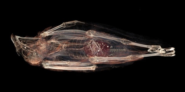 The mummified kestrel's stomach contained a mass of half-digested animal parts.
