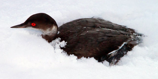 Dec. 13, 2011: In this photo provided by Utah Division of Wildlife Services, a surviving grebe huddles in the snow after thousands of the birds crash landed throughout Southern Utah on Monday night.