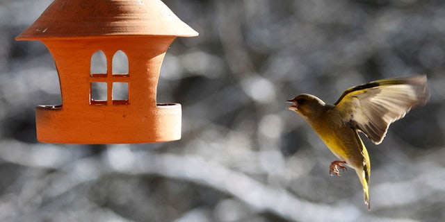 FILE 2012: A bird greenfinch flies to the bird house