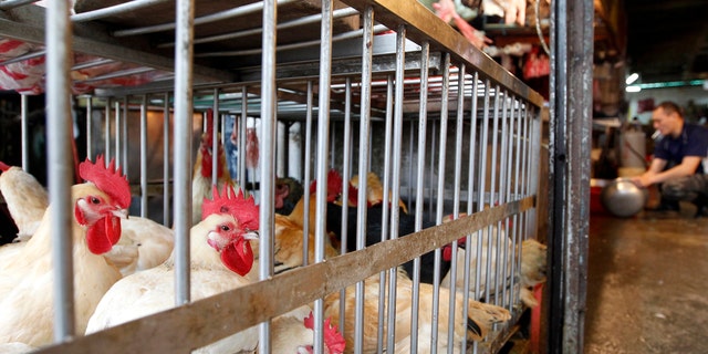 Chickens sit inside cages in a traditional market in Taipei April 25, 2013.