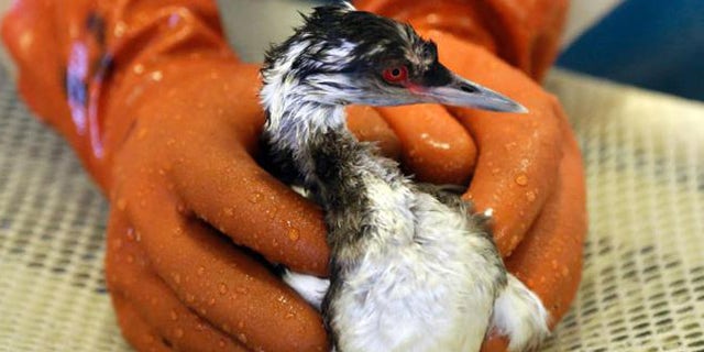 Conservation officials aren't sure what the gunk that is killing birds in the San Francsico Bay is. (AP)
