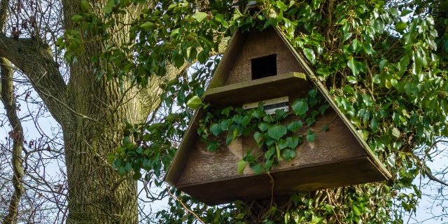 If you can’t beat 'em, invite a bunch of birds to your property to eat 'em.