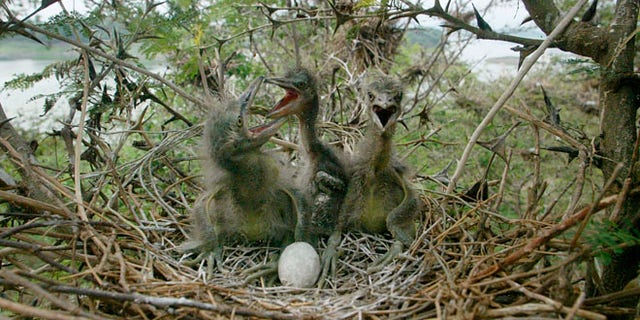 Night Heron chicks in a nest.