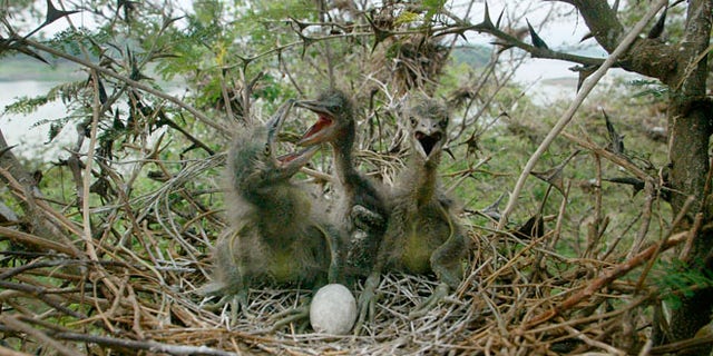 Night Heron chicks in a nest.