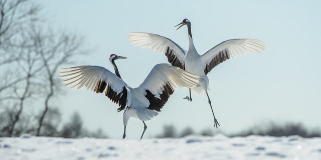 It was commonly believed in the Middle Ages that February 14 was the beginning of the birds' mating season and as a result the date became associated with one of love and coupling.