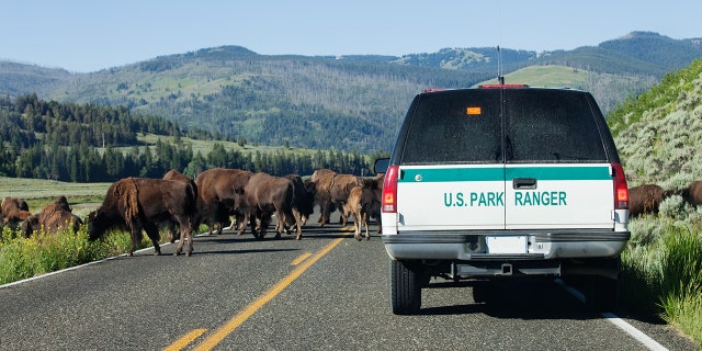 At least one person is gored by a bison each year at the famed park.