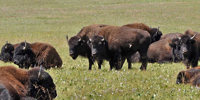 FILE: Bison seen in Arizona's Kaibab National Forest.