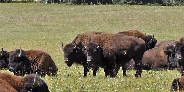 This undated photo provided by Kaibab National Forest shows bison roaming along the House Rock Wildlife Area on the Kaibab National Forestss North Kaibab Ranger District in Arizona. (AP)