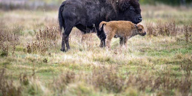 A bison and her calf roam a section of Elk Island National Park, Canada.  Descendants of a bison herd in Canada were relocated to a Native American reservation in Montana in 2018.