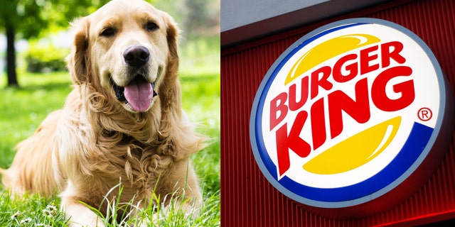 Flynn the golden retriever has a very cool new skill.