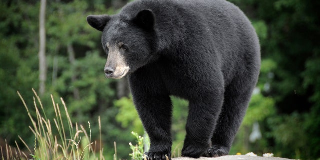 The National Park Service (NPS) warns that “bears are wild animals that are dangerous and unpredictable. Do not approach bears or allow them to approach you!”