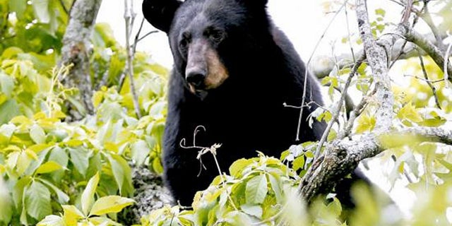 A bear tried to get into an Avon, Connecticut, home last week where a woman had been making brownies.