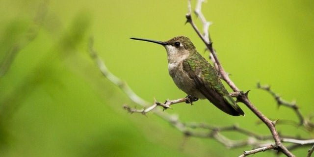 A female black-chinned hummingbird (<em>Archilochus alexandri</em>) perches on a twig.