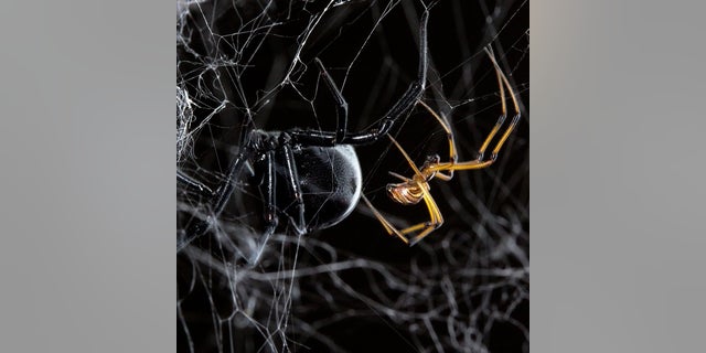 A black widow female dwarfs her male counterpart. Male black widows can 'twerk,' as seen in new video of the spiders' mating dance.
