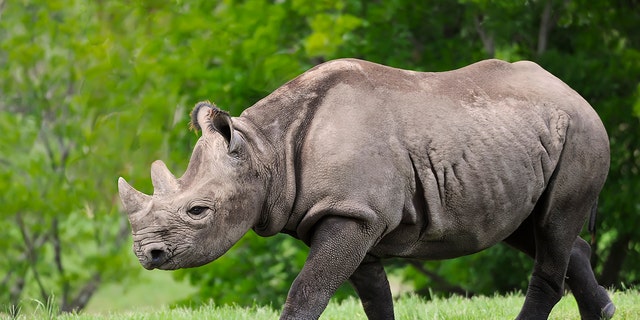 Seven endanger black rhinos died last month in Kenya after being moved between national parks.