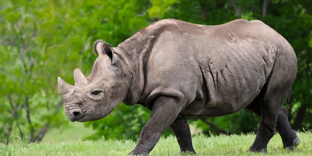 Seven endanger black rhinos died last month in Kenya after being moved between national parks.