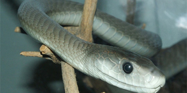 African black mamba