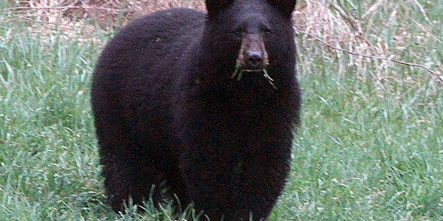 In this April 22, 2012 file photo, a black bear grazes in a field in Calais, Vt.