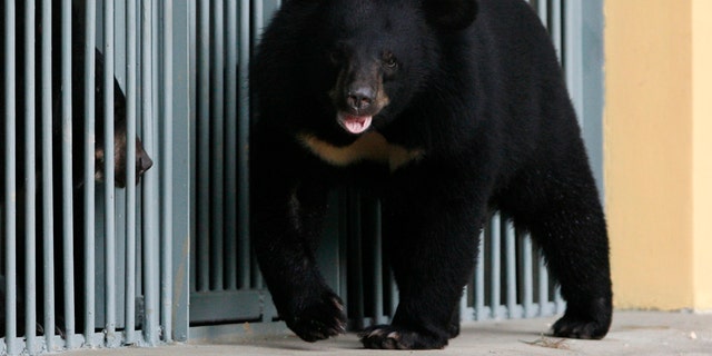 アジアのツキノワグマは、ハノイの北にあるタムダオ国立公園のベトナム・ベア・レスキュー・センターで見られます。 (REUTERS/Kham)