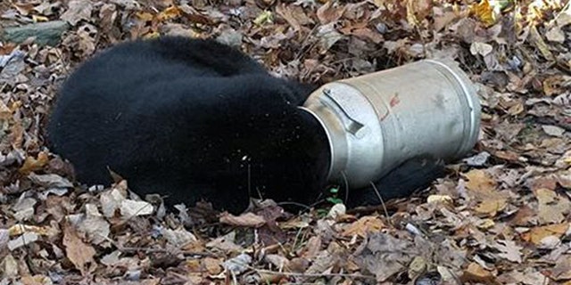 Nov. 16, 2015: In this photo provided by the Maryland Department of Natural Resources Wildlife and Heritage Service, a male black bear rests with its head stuck in a milk can near Thurmont, Md.