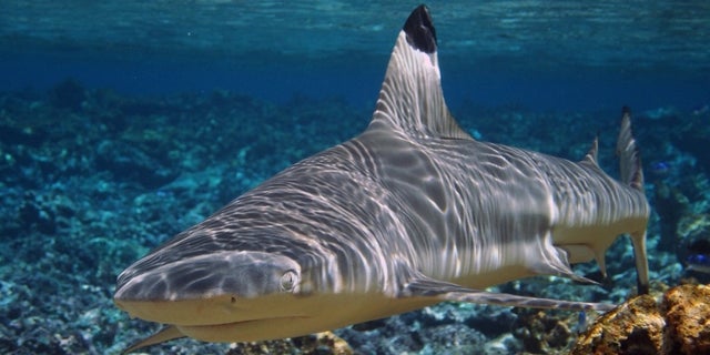 Blacktip reef sharks (shown here) are common in the lagoons of the Palmyra Atoll in the Pacific Ocean.