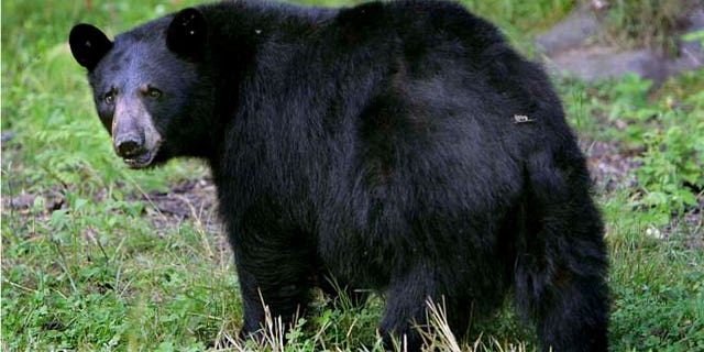 FILE: A black bear seen in Lyme, N.H.