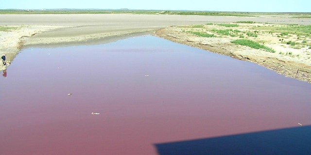 OC Fisher, a reservoir in West Texas, turned blood-red in recent weeks what's left of it anyway. Due to unrelenting drought in Texas, the lake has almost entirely dried up, leaving thousands of dead fish behind. As of the last week in July, when this photo was taken, bacteria had turned the stagnant dregs of the lake red.