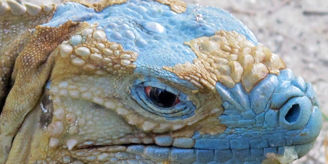 An adult Grand Cayman Blue Iguana nicknamed "Biter" is shown shedding its dead skin at the Queen Elizabeth II Botanic Park on the island of Grand Cayman. Roughly 700 blue iguanas breed and roam free in protected woodlands on the eastern side of Grand Cayman in the western Caribbean that is the only place where the critically endangered animals are found in the wild.