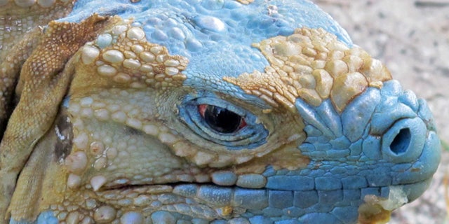 An adult Grand Cayman Blue Iguana nicknamed "Biter" is shown shedding its dead skin at the Queen Elizabeth II Botanic Park on the island of Grand Cayman. Roughly 700 blue iguanas breed and roam free in protected woodlands on the eastern side of Grand Cayman in the western Caribbean that is the only place where the critically endangered animals are found in the wild.