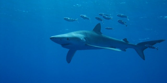 Blue sharks swimming off the Azores, an island chain in the North Atlantic Ocean.