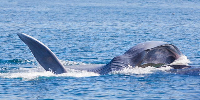 "Blue Whale Feeding in Palos Verdes, California" (LPETTET) (Credit: iStock)