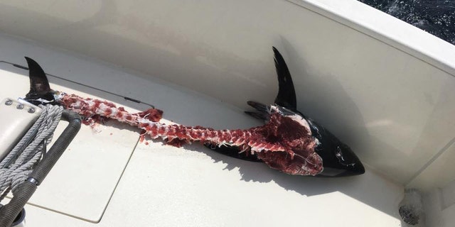 "It looked like the logo for the Bonefish Grill," said Captain Dave Bender.