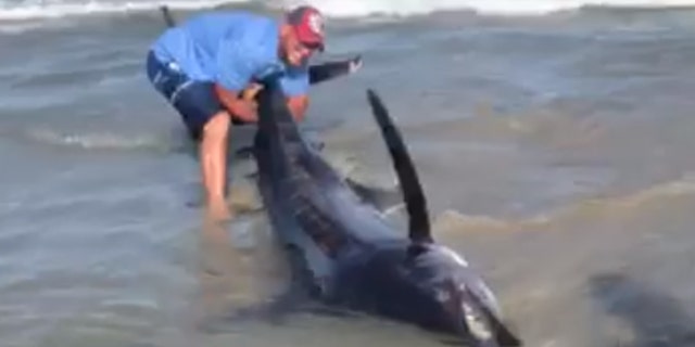 Beachgoers tired to pull a massive blue marlin back into water after finding it ashore.