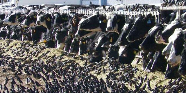 In this undated photo provided by the USDA Animal and Plant Health Inspection Service, a flock of European starlings litter a feedlot in Fallon, Nev. Land owners surprised to discover tens of thousands of dead birds across the high desert are criticizing the federal government over a mass killing of starlings in northern Nevada.