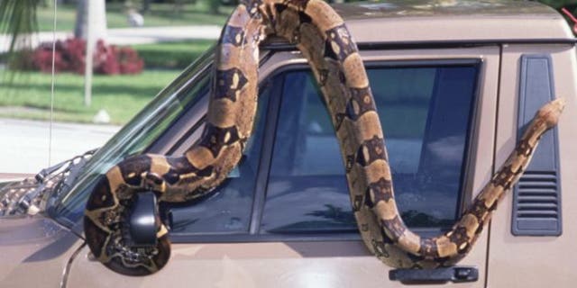 boa-constrictor-truck