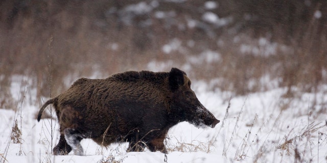 File photo - a wild boar runs in the exclusion zone around the Chernobyl nuclear reactor near the village of Babchin, some 217 miles southeast of Minsk, January 9, 2009.