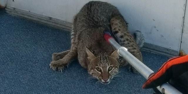 The bobcat was found on the ship's top deck during a safety inspection before passenger boarding.