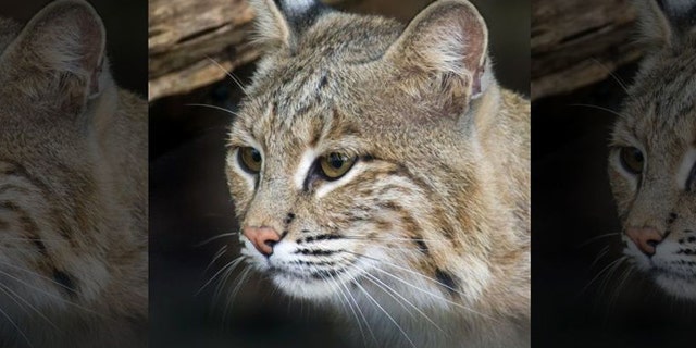 Bobcats are not known to be aggressive to humans, according to experts.
