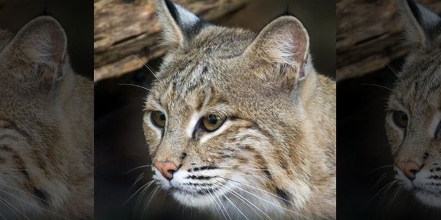 Bobcats are not known to be aggressive to humans, according to experts.