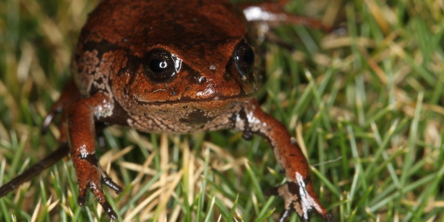 Seven new animal species discovered in Bolivia | Fox News Seven new animal species discovered in Bolivia | Fox News