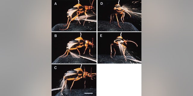File photo: In 1999, scientists released these photographs of a Bombardier beetle spraying a boiling hot, toxic fluid from the tip of its abdomen. The bombardier beetle of Africa, has evolved the useful defense "as a means for 'buying time' when under attack," according to researchers. (Credit: Reuters)